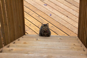 Wood Deck Contractors Madison WI Deck Builder