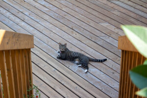 Wood Deck Contractors Madison WI Wood Deck Installer